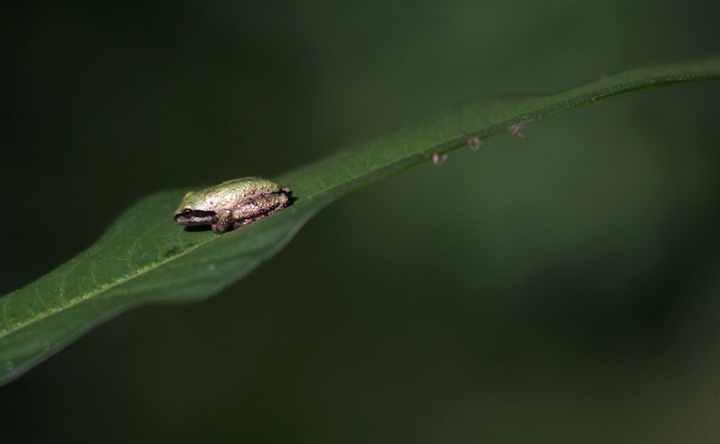 A Pacific Tree Frog occupies a leaf along the bank of Las Virgenes Creek in the Santa Monica Mountains.