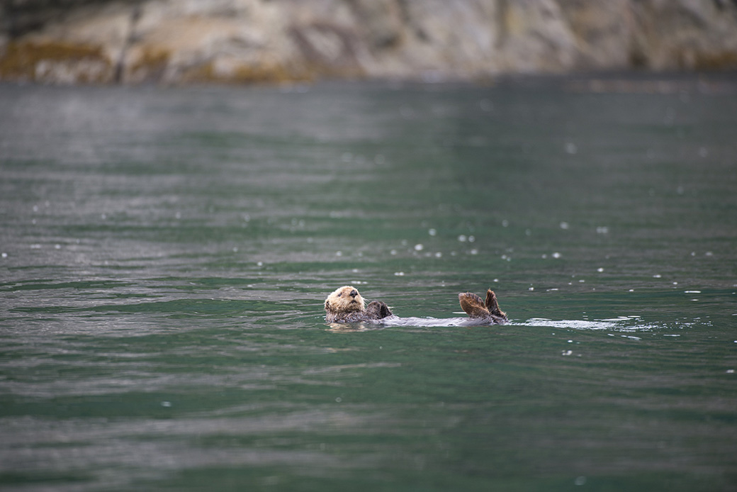 A sea otter relaxes in the ocean near George Island, off Chichagof Island in the Tongass National Forest in Alaska, January 2012. (Getty/Wolfgang Kaehler)