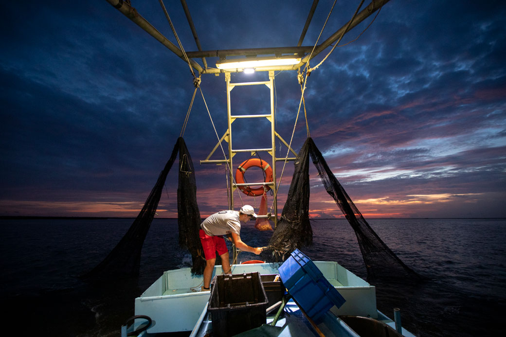 The grandson of a longtime shrimper empties a net of shrimp off the coast of Plaquemines Parish, Louisiana, August 2019. (Getty/Drew Angerer)