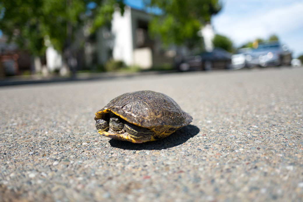 An aquatic turtle hides in its shell while crossing an asphalt road in California, January 2016. (A turtle crosses the road.)