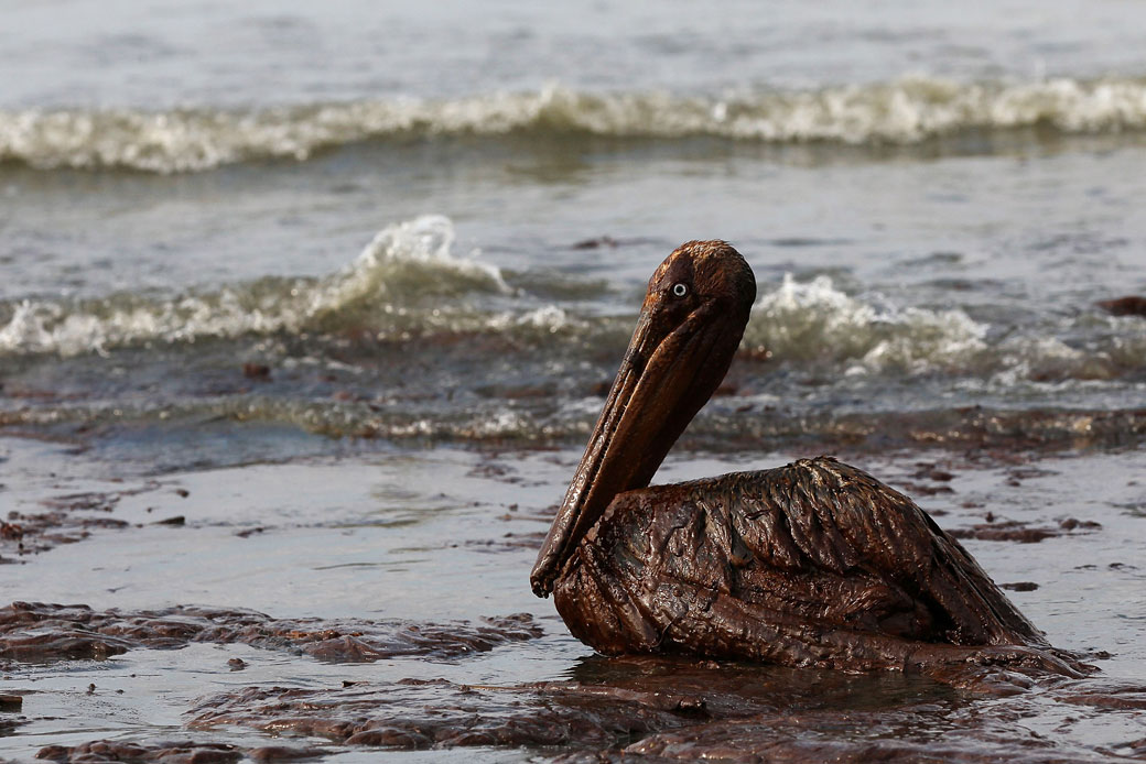A brown pelican coated in heavy oil wallows in the surf at Grand Terre Island, Louisiana, following the Deepwater Horizon oil spill of April 2010. (Getty/Win McNamee)
