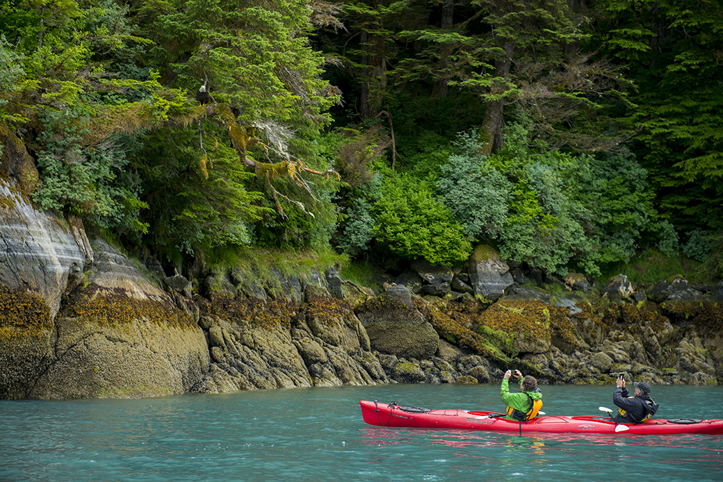 People in kayaks watch a bald eagle in Takatz Bay on Baranof Island, Tongass National Forest, Alaska. (Getty/Wolfgang Kaehler)
