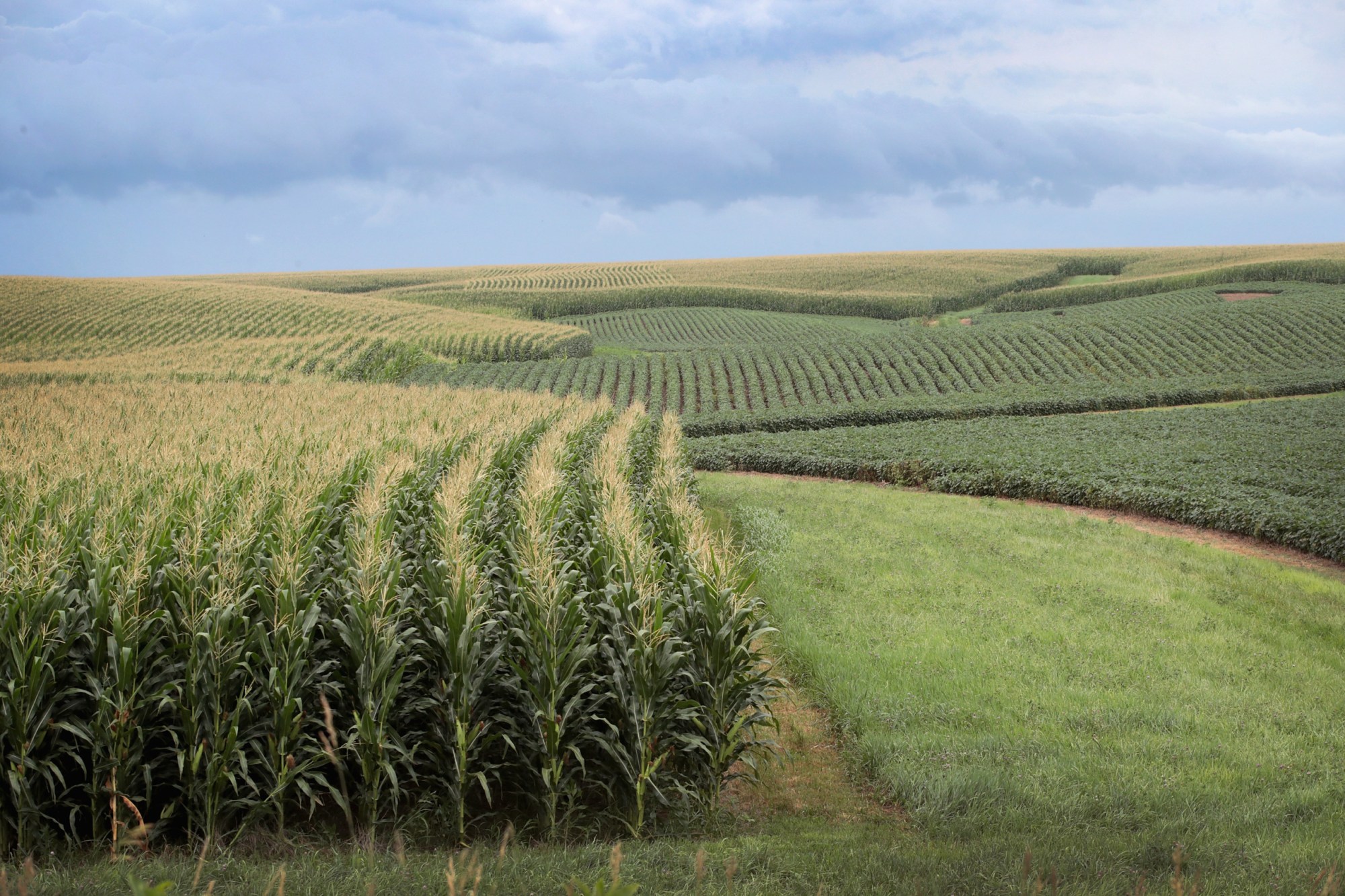 Corn and soybeans grow on a farm near Tipton, Iowa. July 2018. (Getty/Scott Olson)