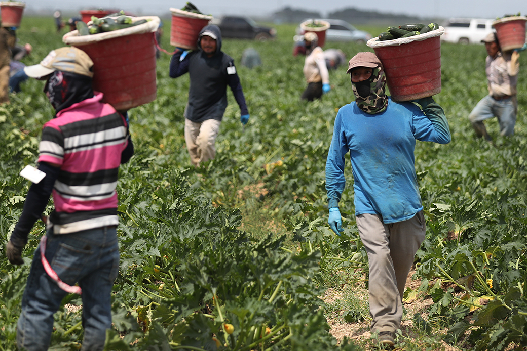 Farmworkers harvest zucchini on a farm, April 1, 2020, in Florida. (Getty/Joe Raedle)