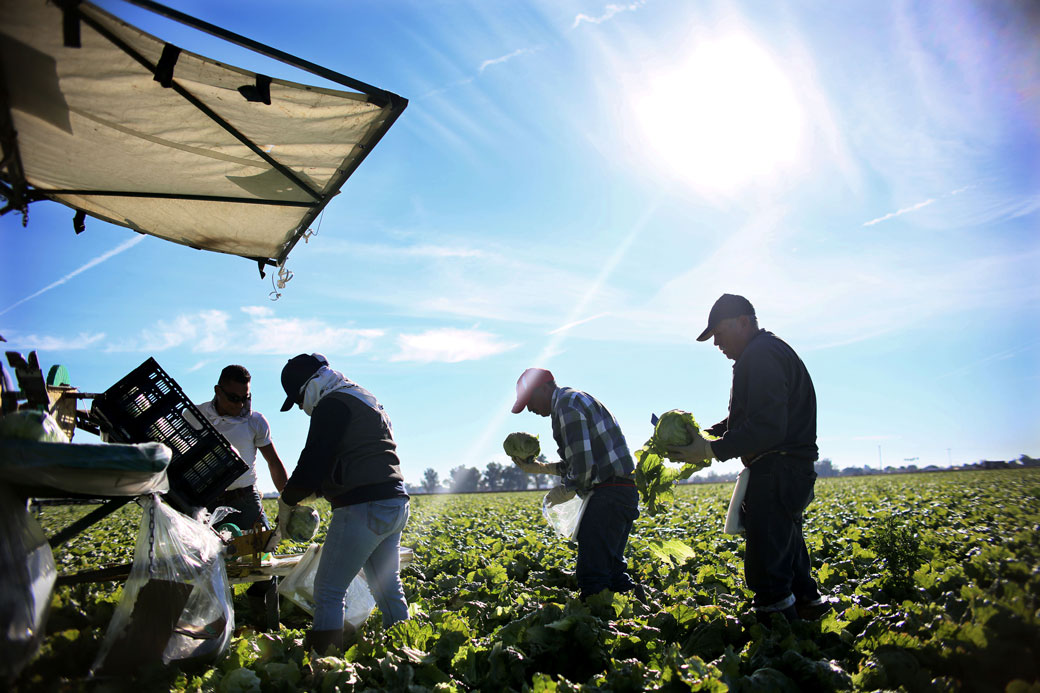 Farmworkers harvest lettuce in a field outside of Brawley, California, January 2017. (Getty/Sandy Huffaker/AFP)