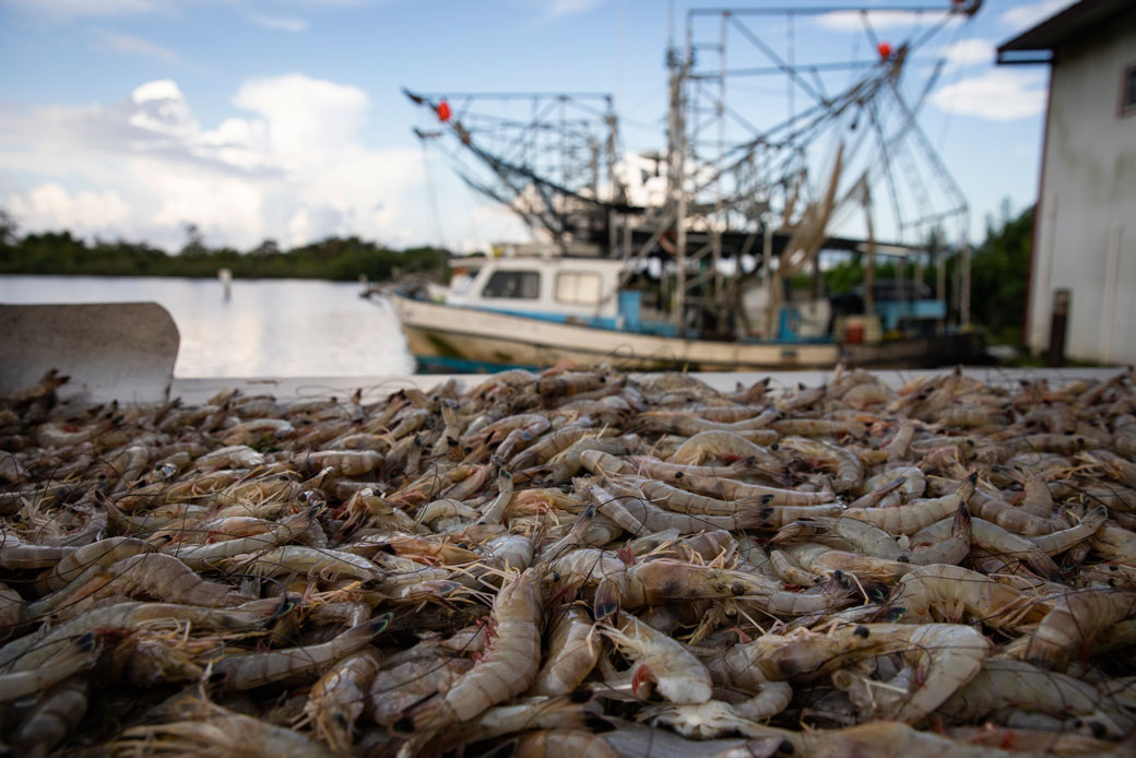 Nearly 600 pounds of shrimp are pictured on a shrimp trawler off the coast of Plaquemines Parish, Louisiana, August 2019. (Getty/Drew Angerer)
