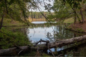 Central Louisiana is a land of rivers, bayous, forest, and farmland.