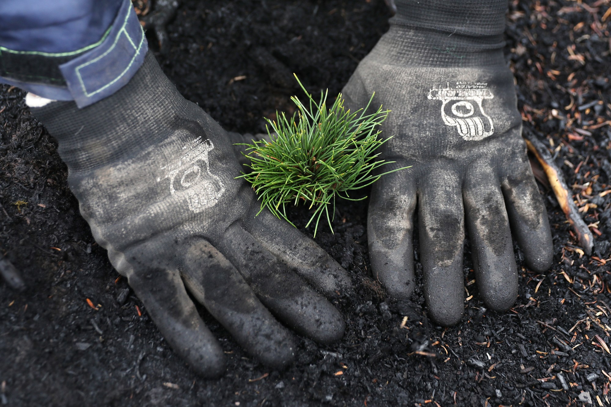 A National Park Service employee gently plants a whitebark pine seedling in ground blackened by fire on Mount Brown in Glacier National Park, Montana, September 2019. (Getty/Chip Somodevilla)