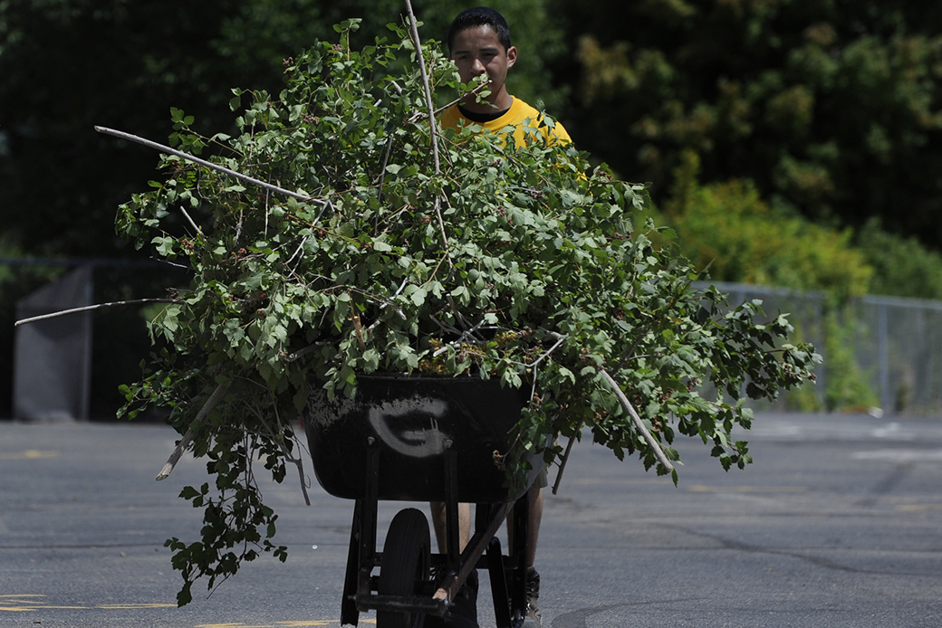 A teenager working with an AmeriCorps program uses a wheelbarrow to haul clippings to a garbage can after trimming bushes in the garden of a Denver elementary school, July 2008. (Getty/Karl Gehring)