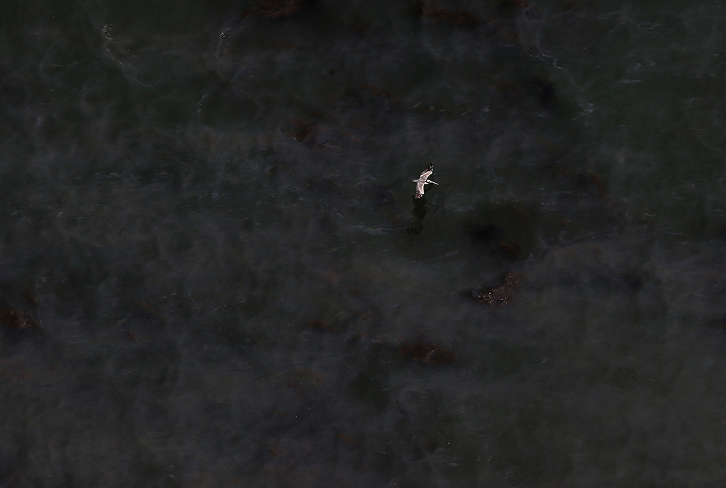 A pelican flies over an oil slick on the surface of the Pacific Ocean in California, May 2015. (Getty/Justin Sullivan)