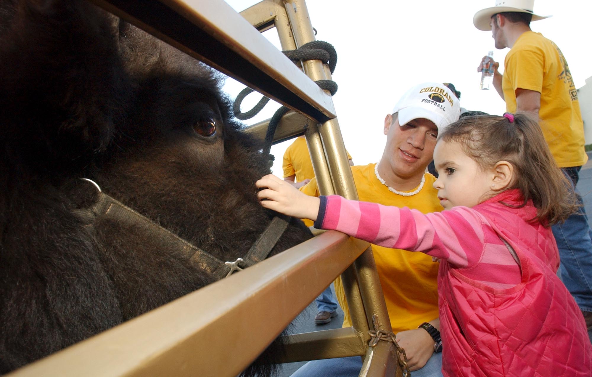 Kennedy Parker, 3,  from Pheonix, Arizona pets Ralphie IV, the Colorado Buffalo Mascot, in his pen outside the Outback Steak House in Tempe as he was on display for patrons before the 2002 Tostitos Fiesta Bowl in Tempe, Arizona this Tuesday, New Years day. Behind, Ralphie IV handler Kenny Rogers helps Kennedy pet Ralphie.(Photo by Jon Hatch/Digital First Media/Boulder Daily Camera via Getty Images)