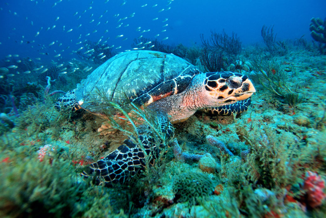 A hawksbill sea turtle is pictured off the coast of Florida, in the Atlantic Ocean. (Getty/Mark Conlin)
