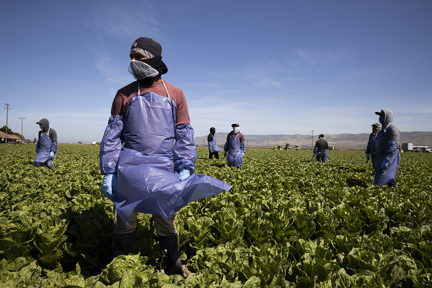 GREENFIELD, CA - APRIL 27: Farm laborers from Fresh Harvest working with an H-2A visa maintain a safe distance as a machine is moved on April 27, 2020 in Greenfield, California. Fresh Harvest is the one of the largest employers of people using the H-2A temporary agricultural worker visa for labor, harvesting and staffing in the United States. The company is implementing strict health and safety initiatives for their workers during the coronavirus pandemic and are trying a number of new techniques to enhance safety in the field as well as in work accommodations. Employees have their temperature taken daily and are also asked a series of questions about how they feel. Despite current record unemployment rates in the U.S. due to COVID-19-related layoffs, there have been few applications to do this kind of work despite extensive mandatory advertising by companies such as Fresh Harvest. (Photo by Brent Stirton/Getty Images)