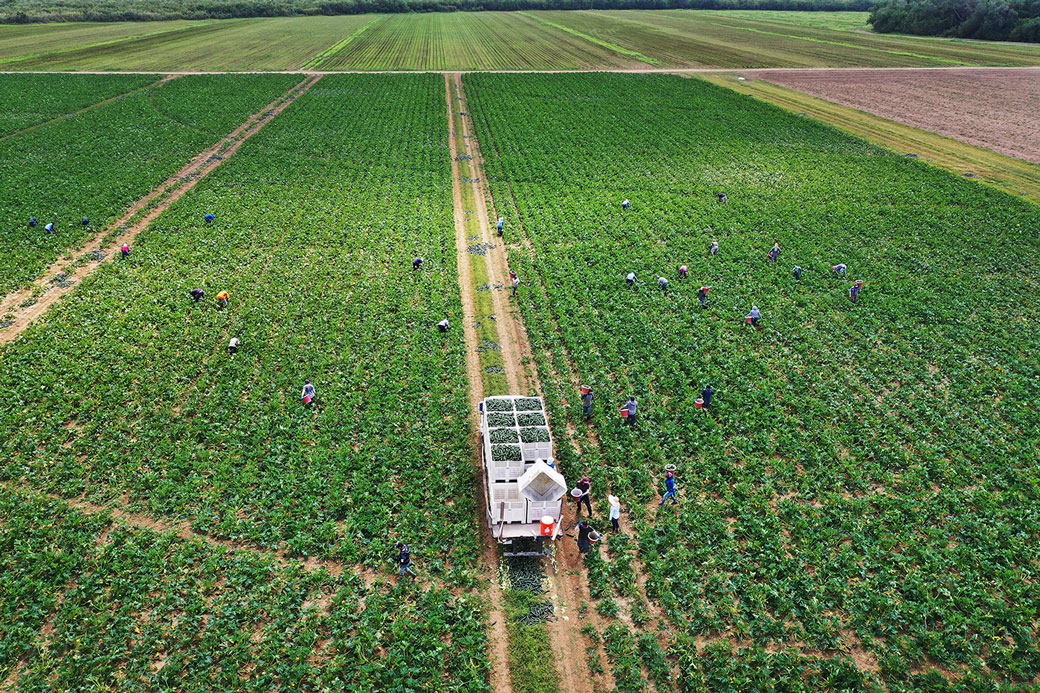 Essential farm workers continue work as Florida agriculture industry struggles amid the coronavirus pandemic, April 2020. (Getty/Joe Raedle)