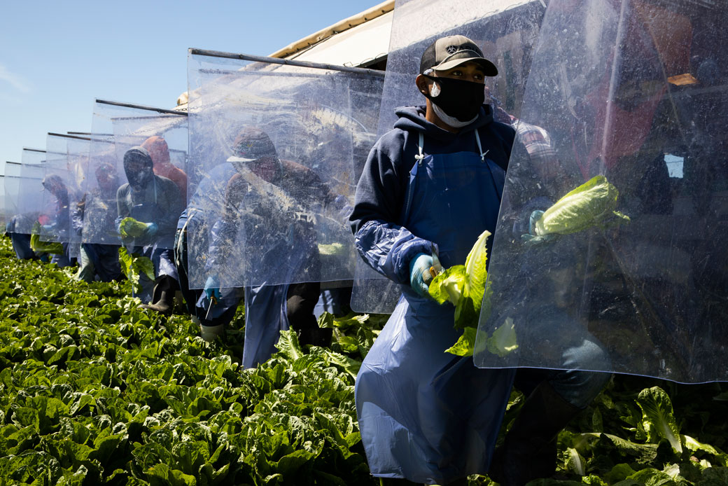 Farm laborers working with H-2A visas harvest romaine lettuce in Greenfield, California, on a machine with heavy plastic dividers that separate workers from each other, April 2020. (Getty/Brent Stirton)