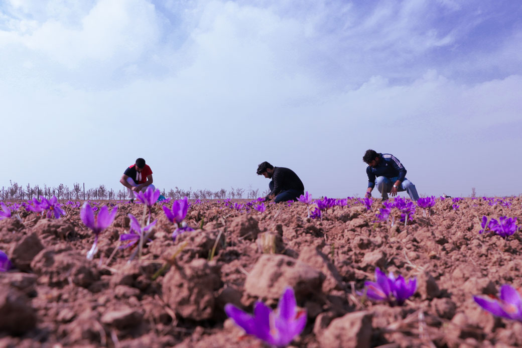  (Kashmiri residents pluck saffron flowers as they take part in the harvest of saffron at a farm in Pampore on the outskirts of Srinagar, India, on October 29, 2020.)