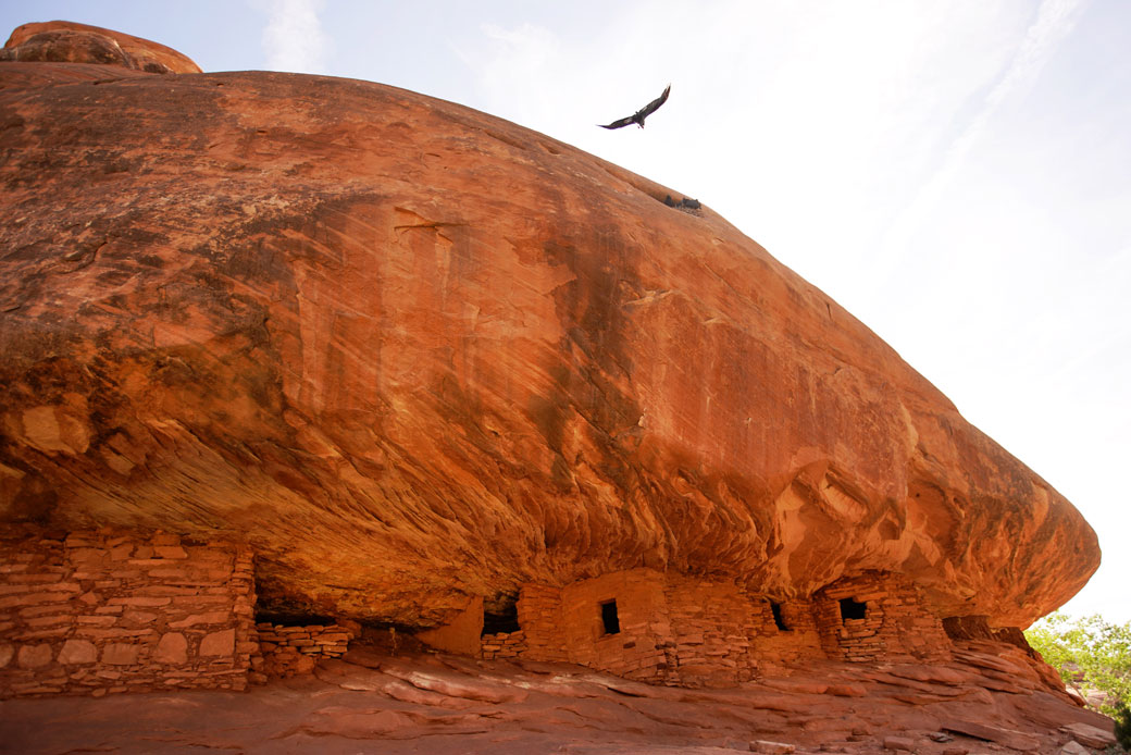 A raven flies in Mule Canyon, which is part of Bears Ears National Monument in Blanding, Utah, June 2019. (Getty/George Frey)