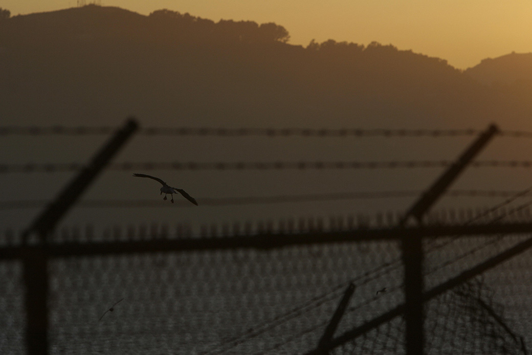 A bird flies near the barbed wire fence surrounding a prison recreation yard in California, as the sun sets in June 2007. (Getty/Robyn Beck/AFP)