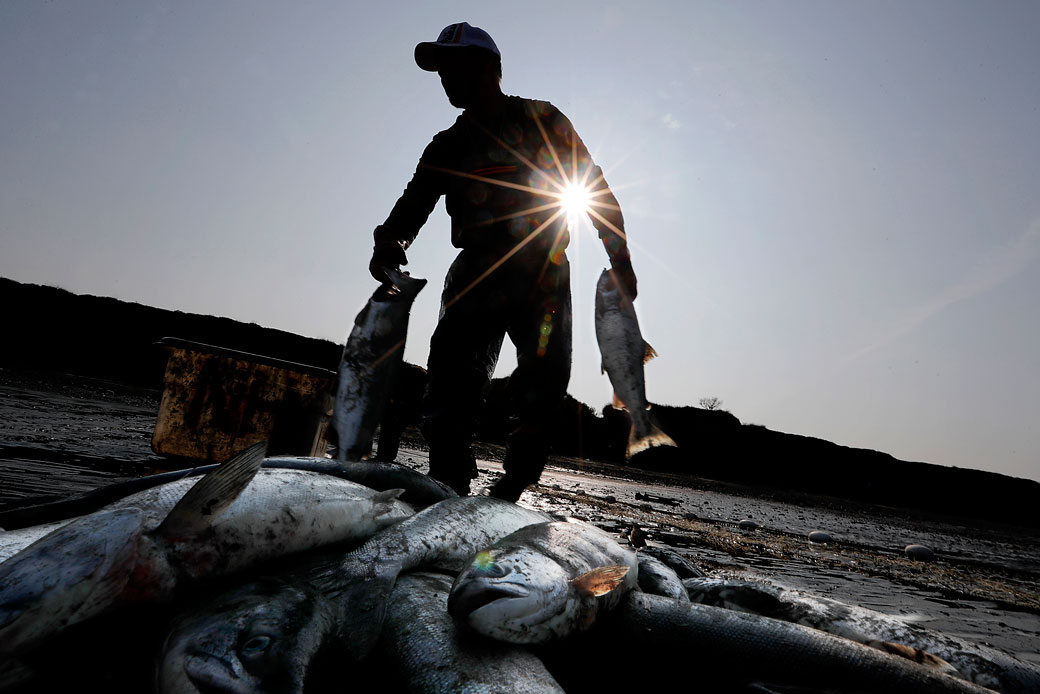 A commercial fisherman collects sockeye salmon near the mouth of the Naknek River in Bristol Bay, Alaska, July 2019. (Getty/Los Angeles Times/Luis Sinco)