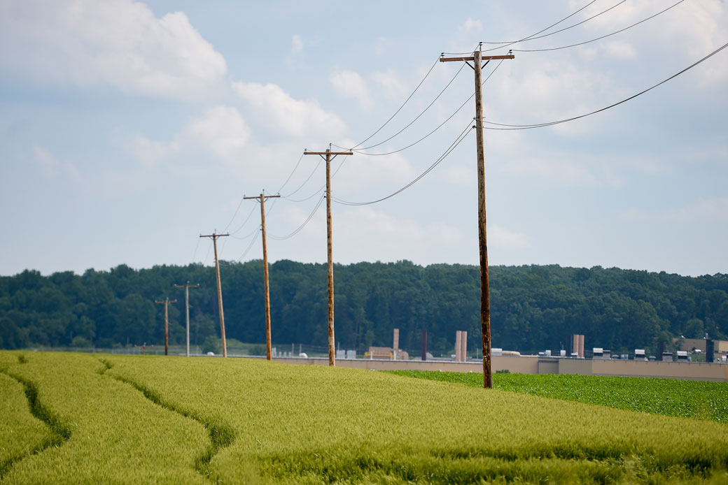 Wheat grows in a field next to utility poles along a road in Maxatawny Township, Pennsylvania, June 2021. (Getty/Ben Hasty/MediaNews Group/Reading Eagle)