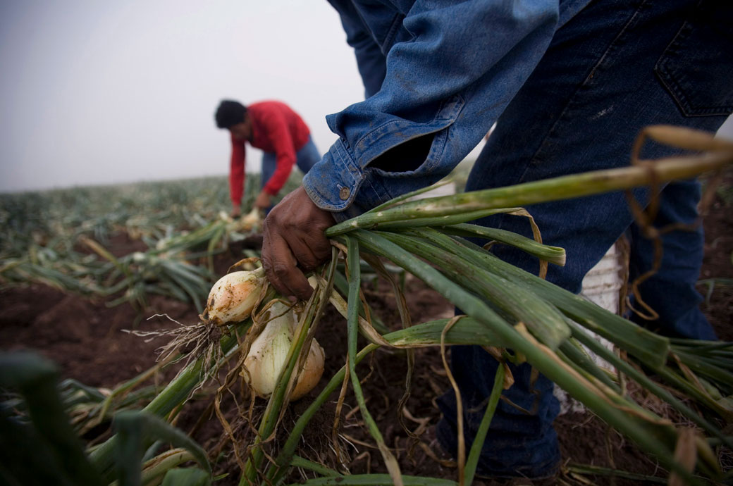 Laborers harvest yellow onions, April 2007. (Getty/Robert Nickelsberg)