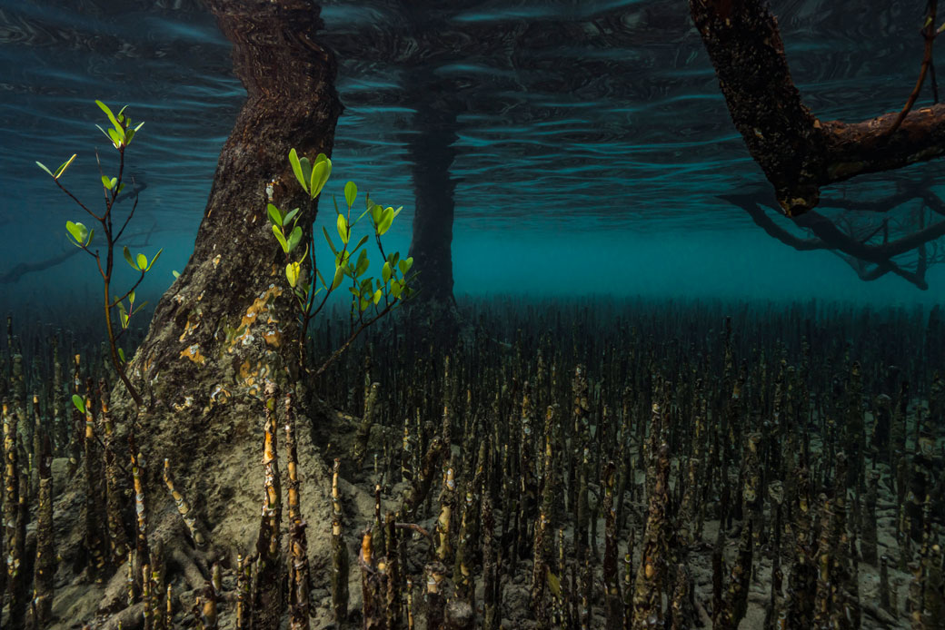 A mangrove forest is pictured underwater in Mayotte Marine Natural Park, part of the Comoros archipelago in the Indian Ocean, November 2017. (Getty/Alexis Rosenfeld)