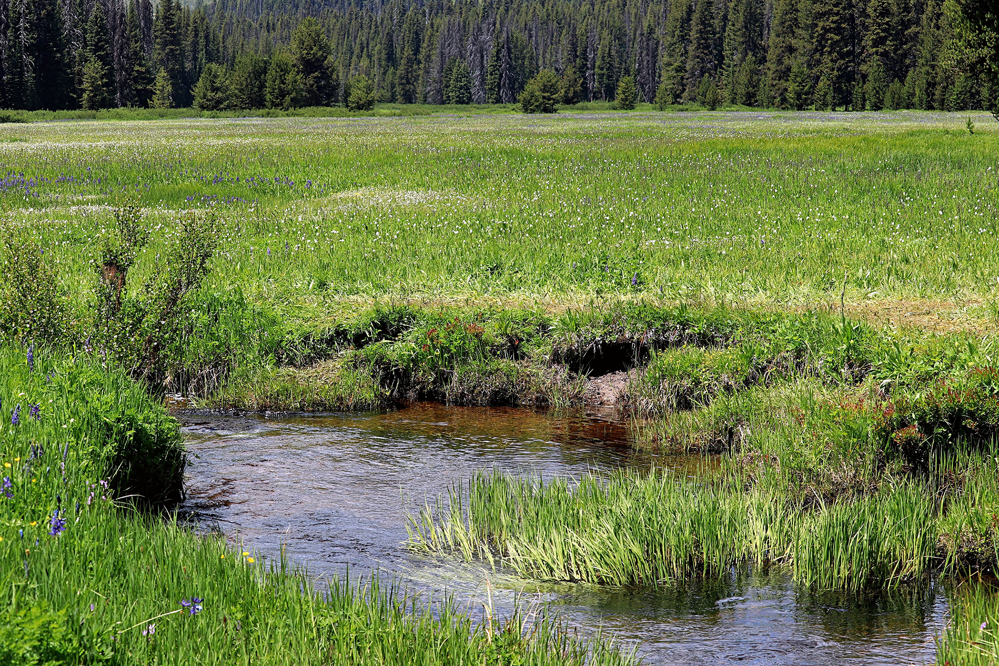 A pristine stream runs through northern Idaho's Packer Meadows.