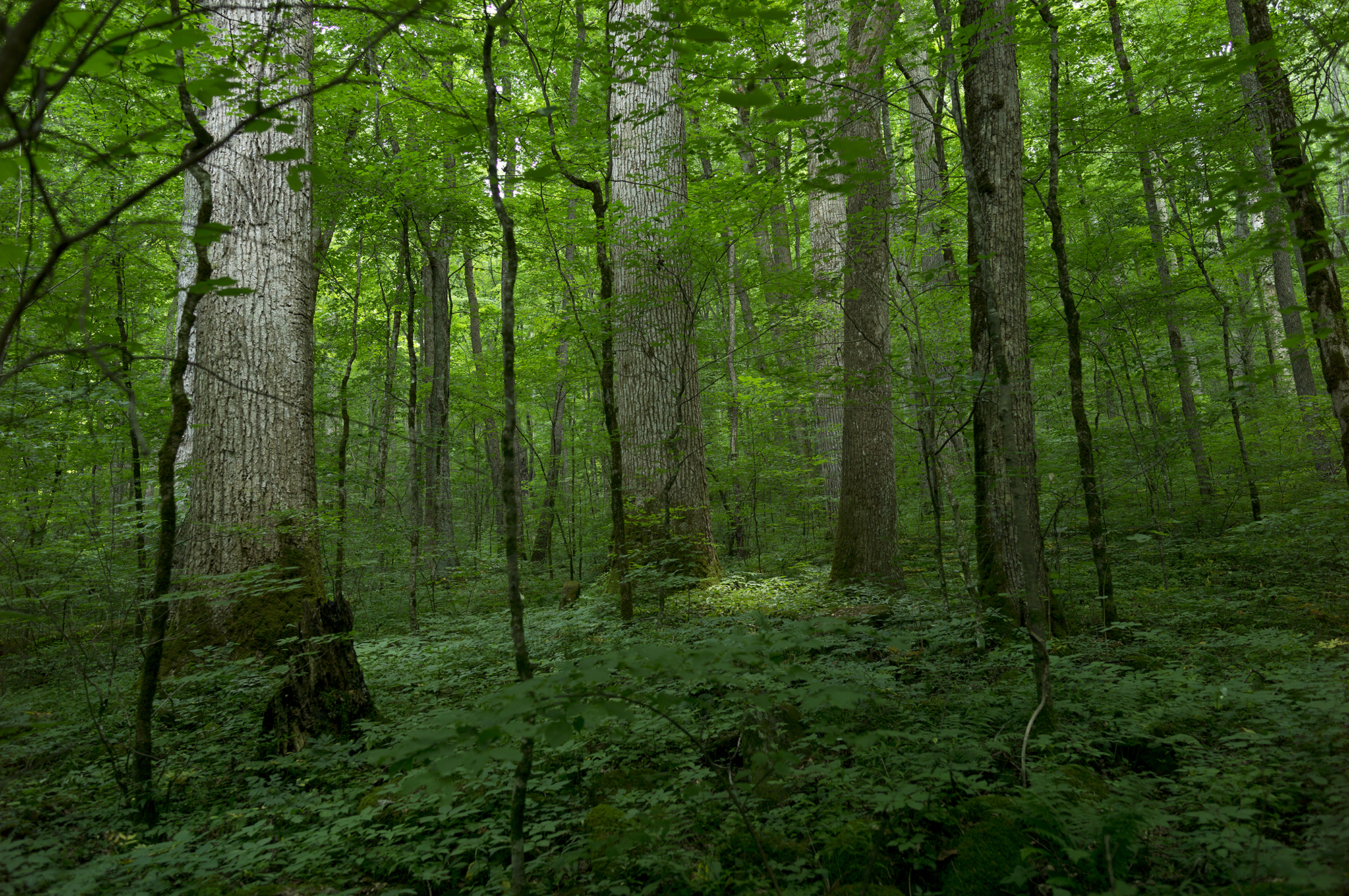 An old-growth forest is pictured in Snowbird, North Carolina.