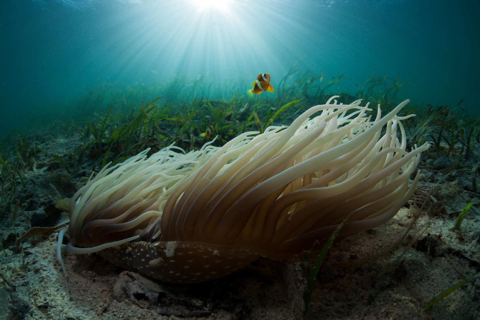 A fish swims above a sea anemone in a seagrass meadow.
