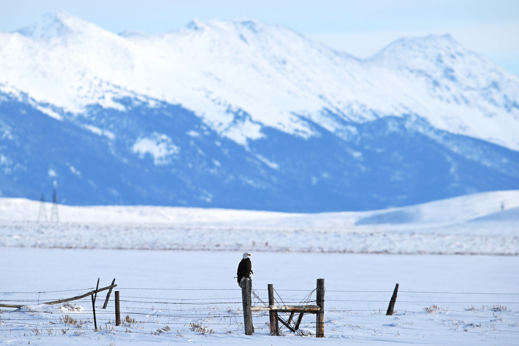 A bald eagle perches on a wooden post with snow covered mountains in the foreground.