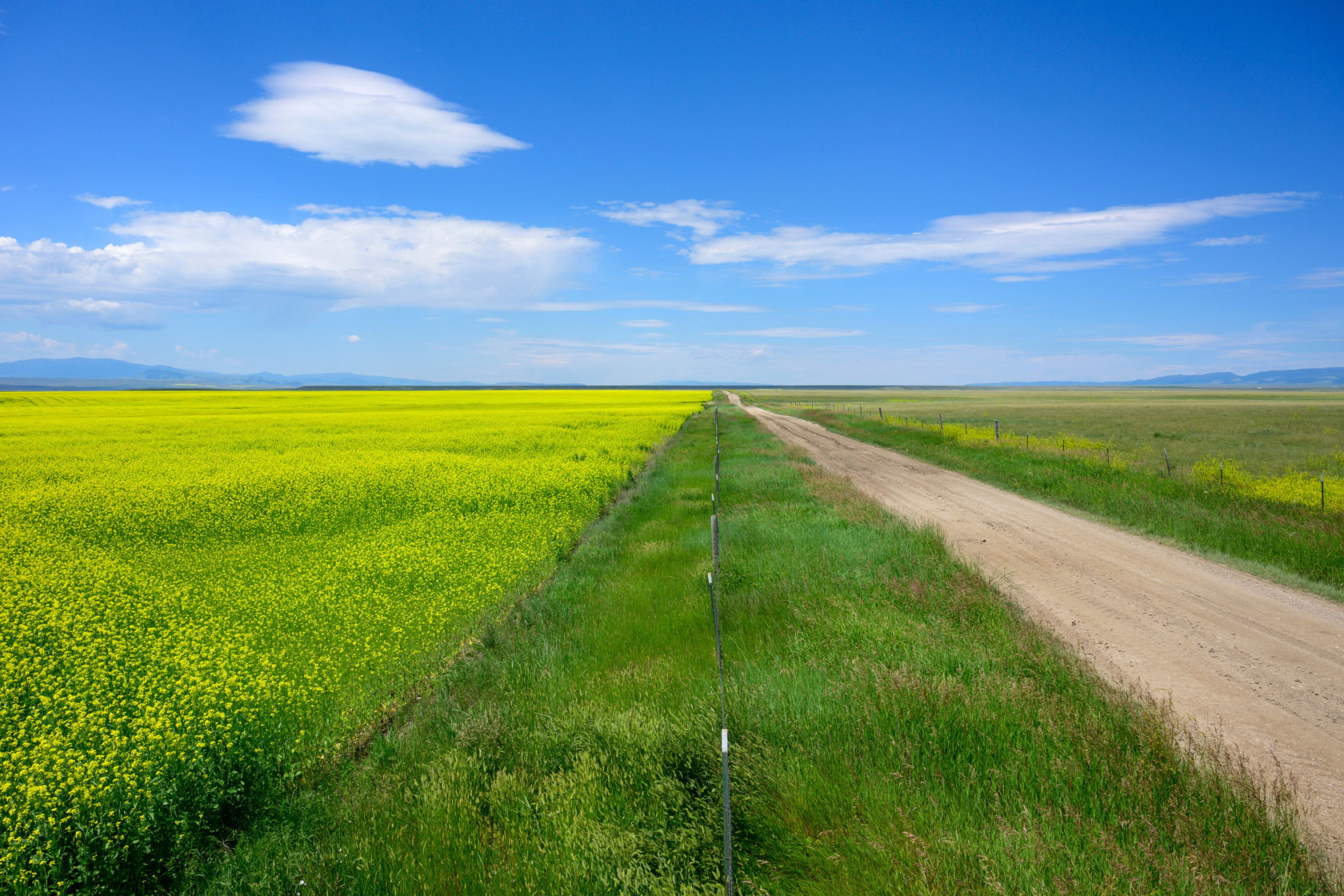 Photo shows a yellow and green clover field next to a dirt road on a sunny day.