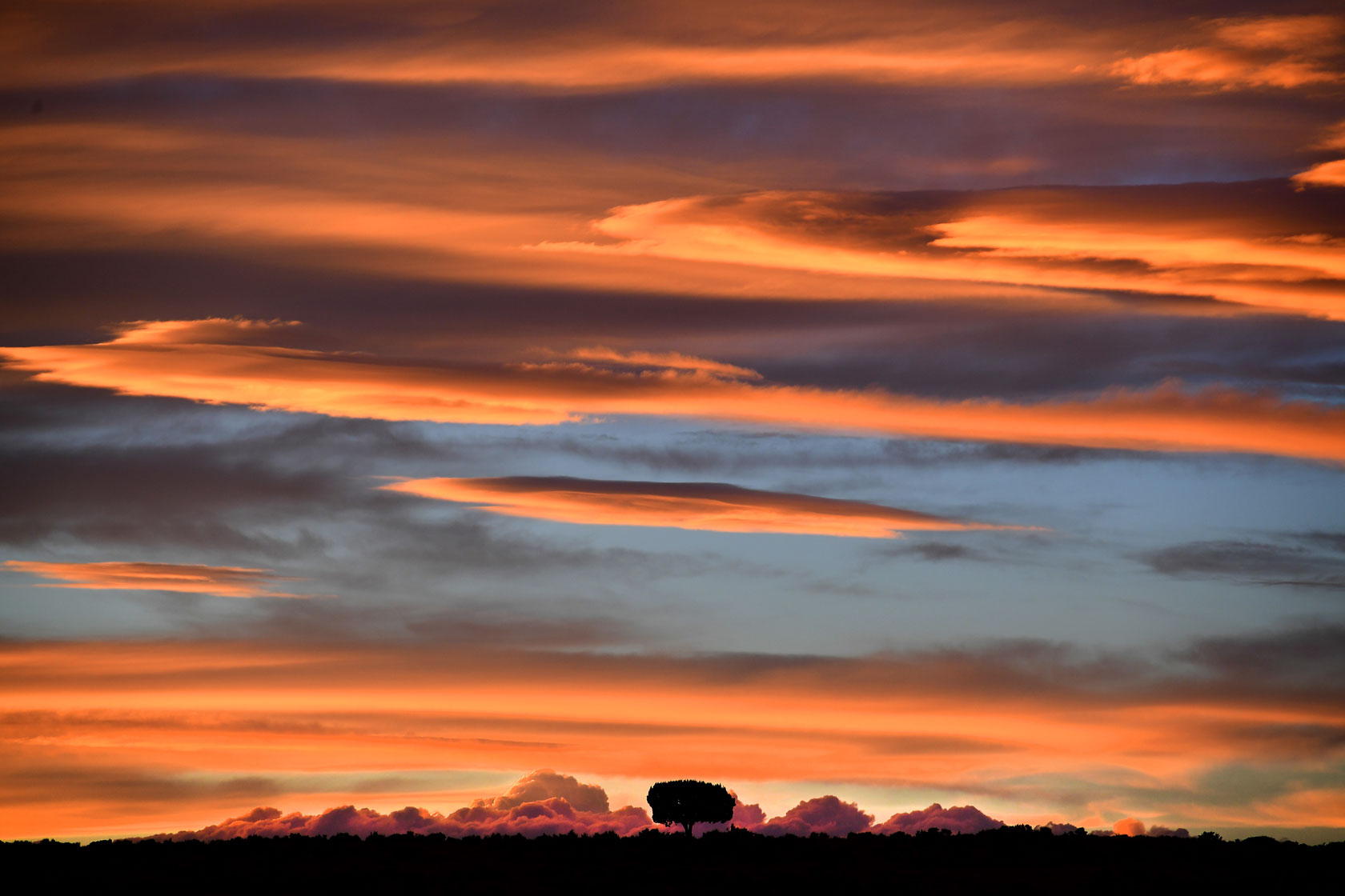 The sun sets over a lone tree in Bears Ears National Monument.