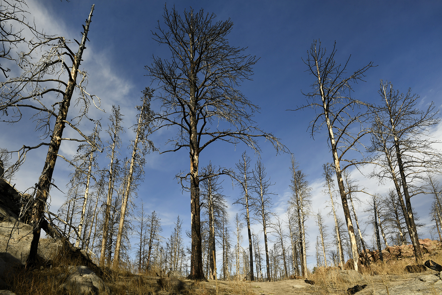 Burned trees against a blue sky