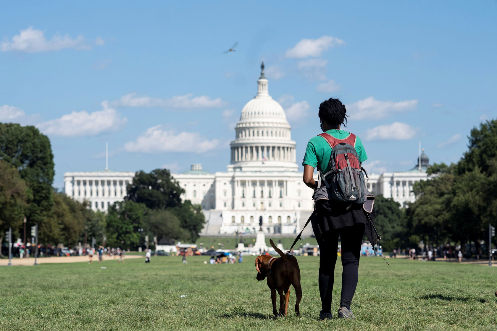 Photo shows the back of a woman walking her dog on the lawn in front of the U.S. Capitol building on a sunny day.
