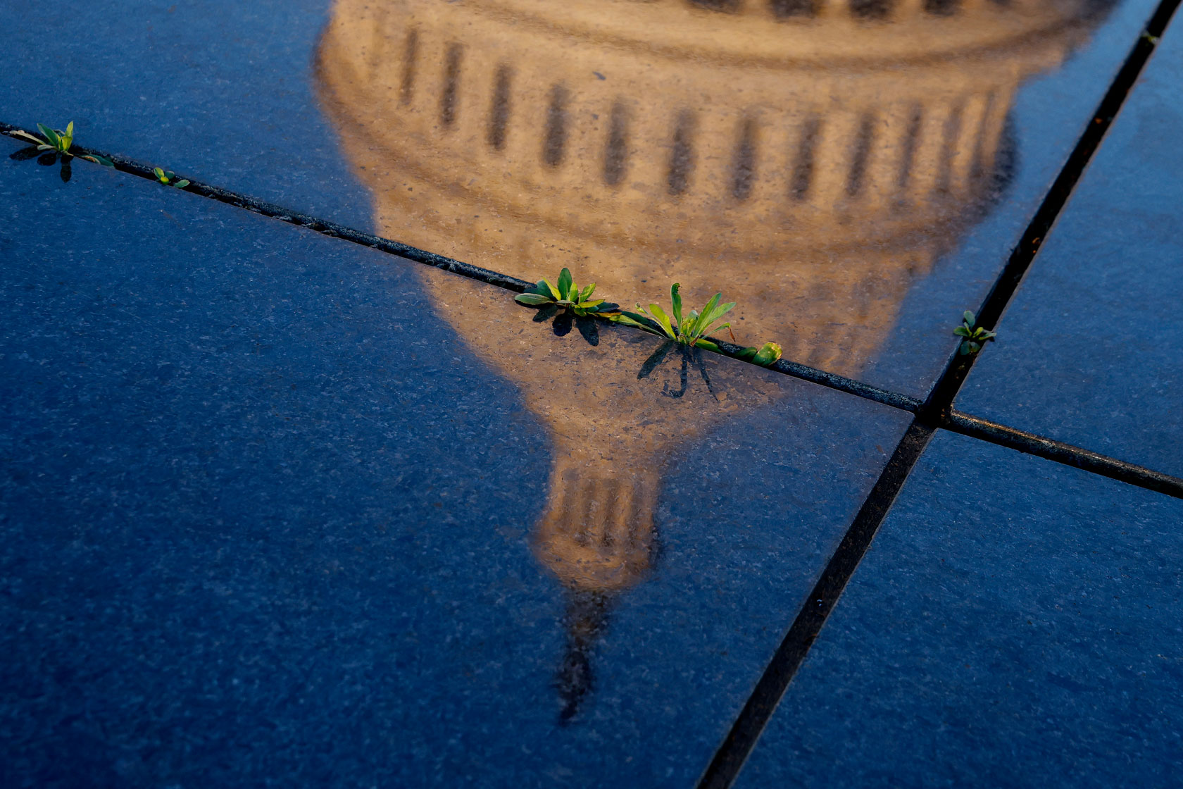 Photo shows the U.S. Capitol building dome reflected on shiny black marble, with small green weeds growing through the marble cracks.