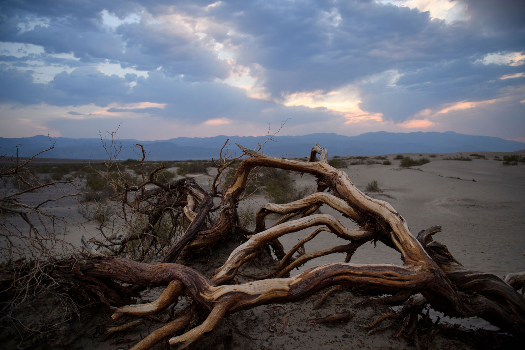 Branches are pictured in Death Valley National Park.