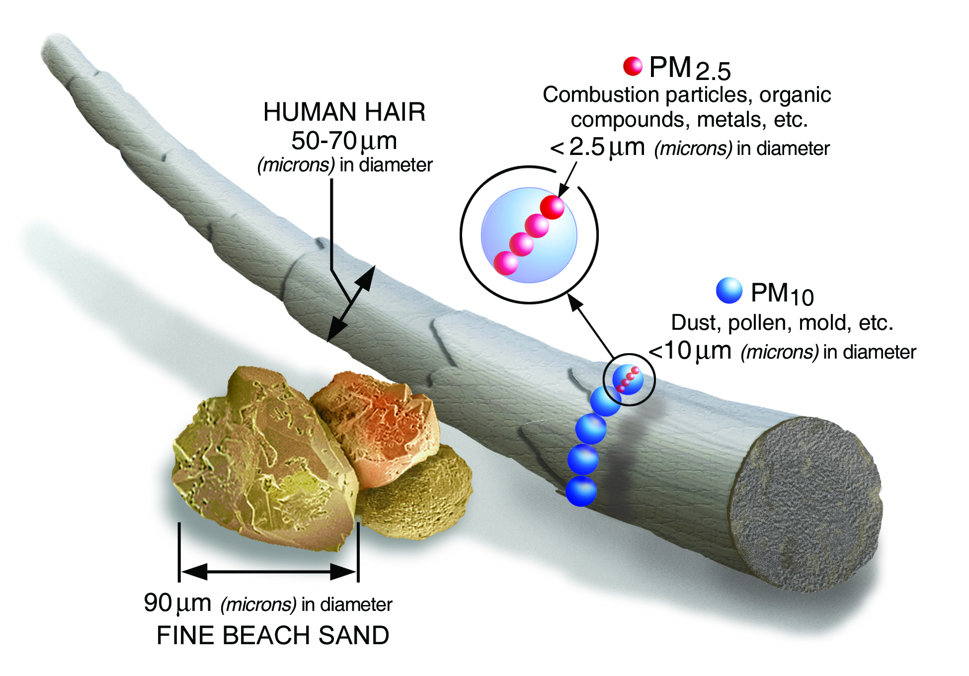 Image illustrating the size of particulate matter, showing that larger particulate matter, or PM10, includes dust, pollen, and mold, and smaller particulate matter, or PM2.5, includes combustion particles, organic compounds, and metals.