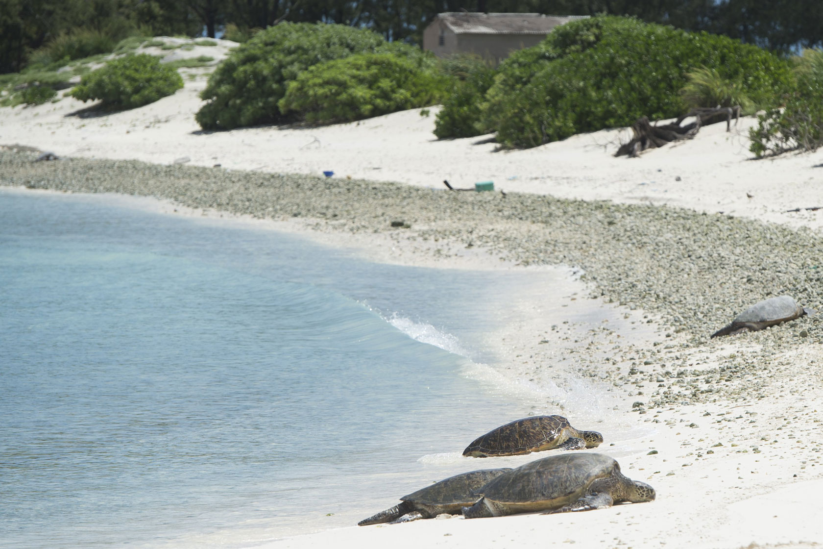 Three large turtles rest above the waterline on a white-sand beach.