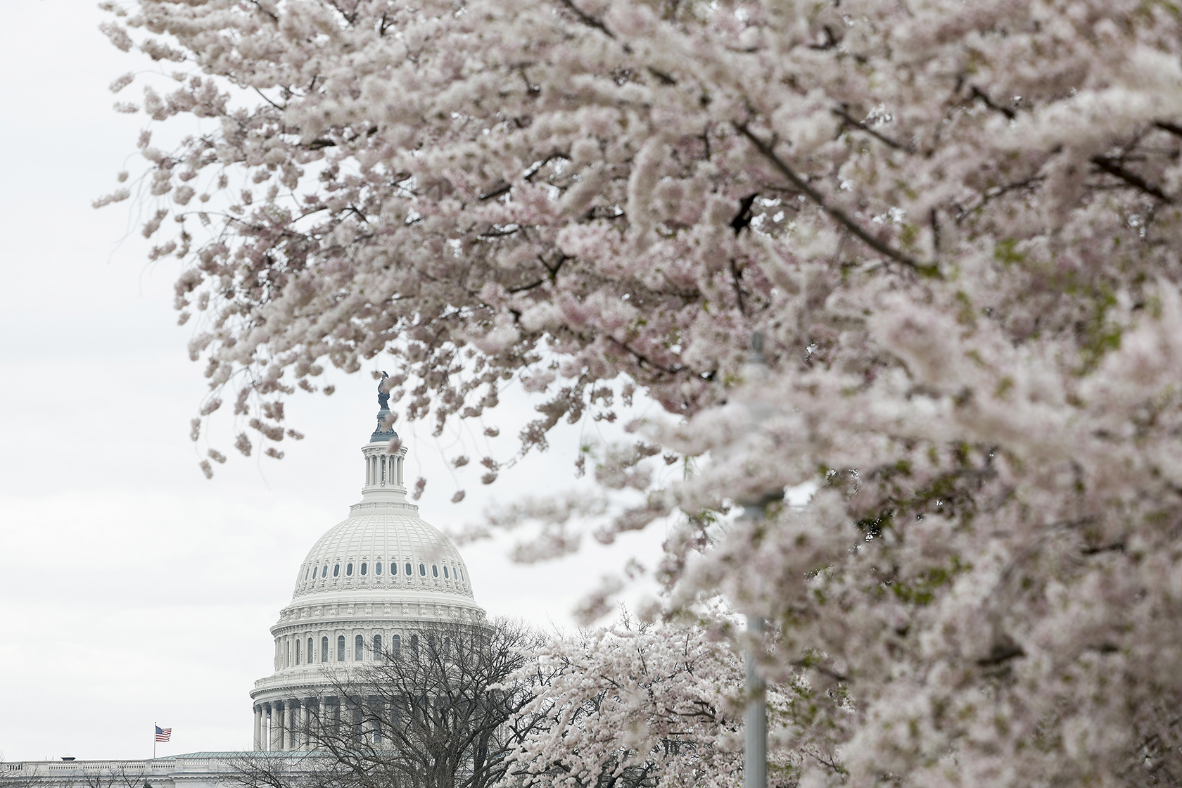 Capitol building in background with cherry blossom tree in foreground.