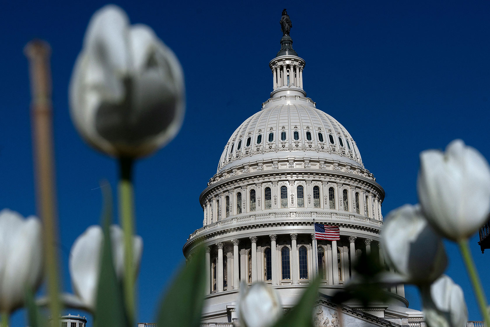 Flowers are seen in front of the U.S. Capitol.