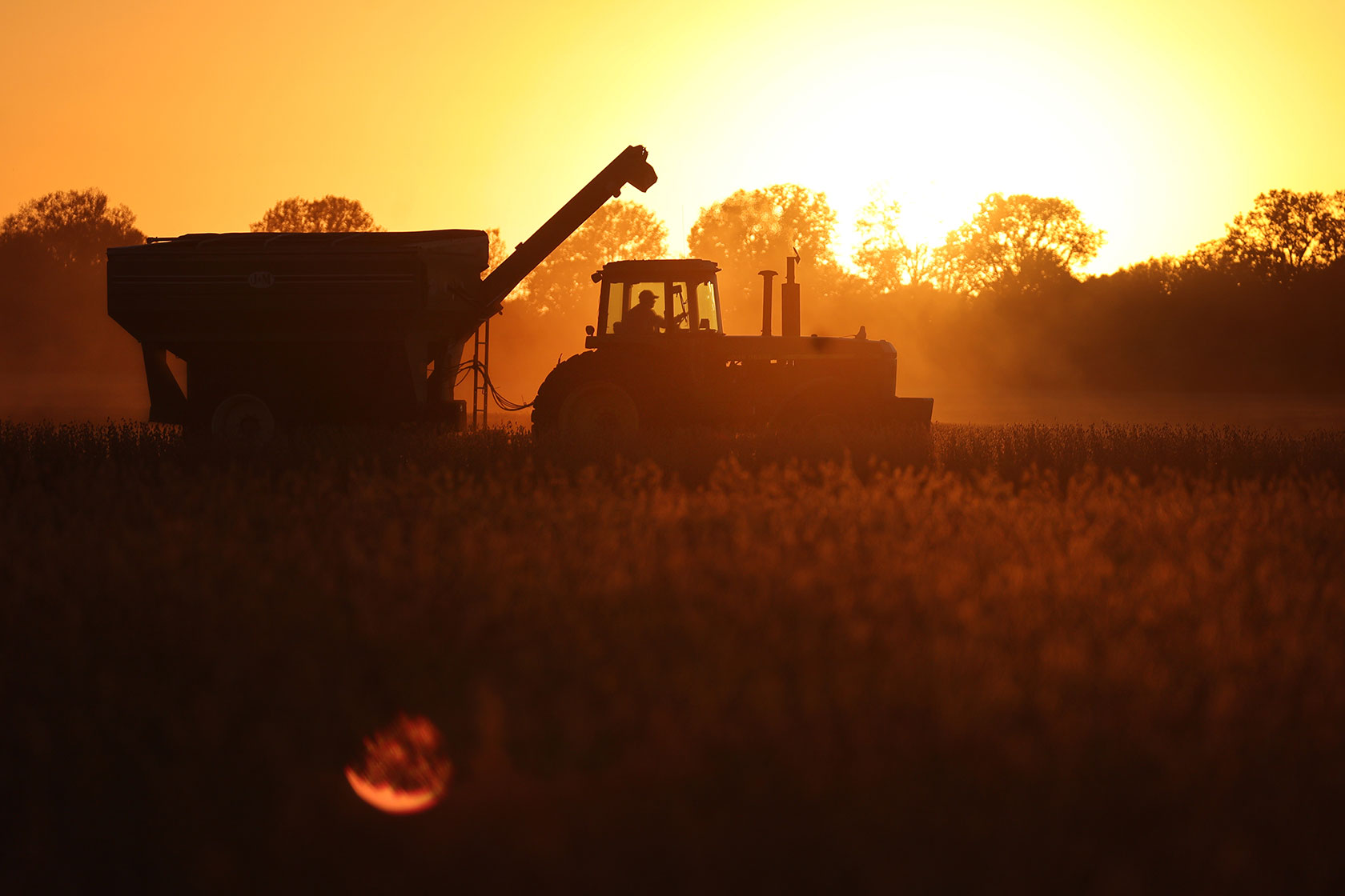 A farmer harvests soybeans in a field along the Mississippi River.