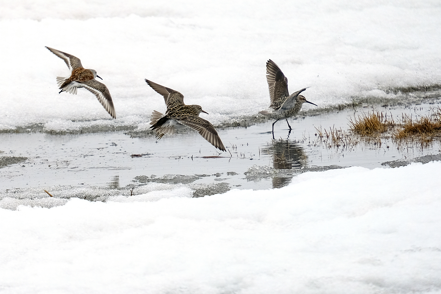 Four birds flying close to a snowy ground