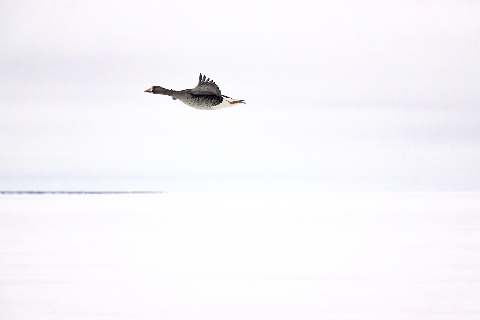 Lone goose against white sky