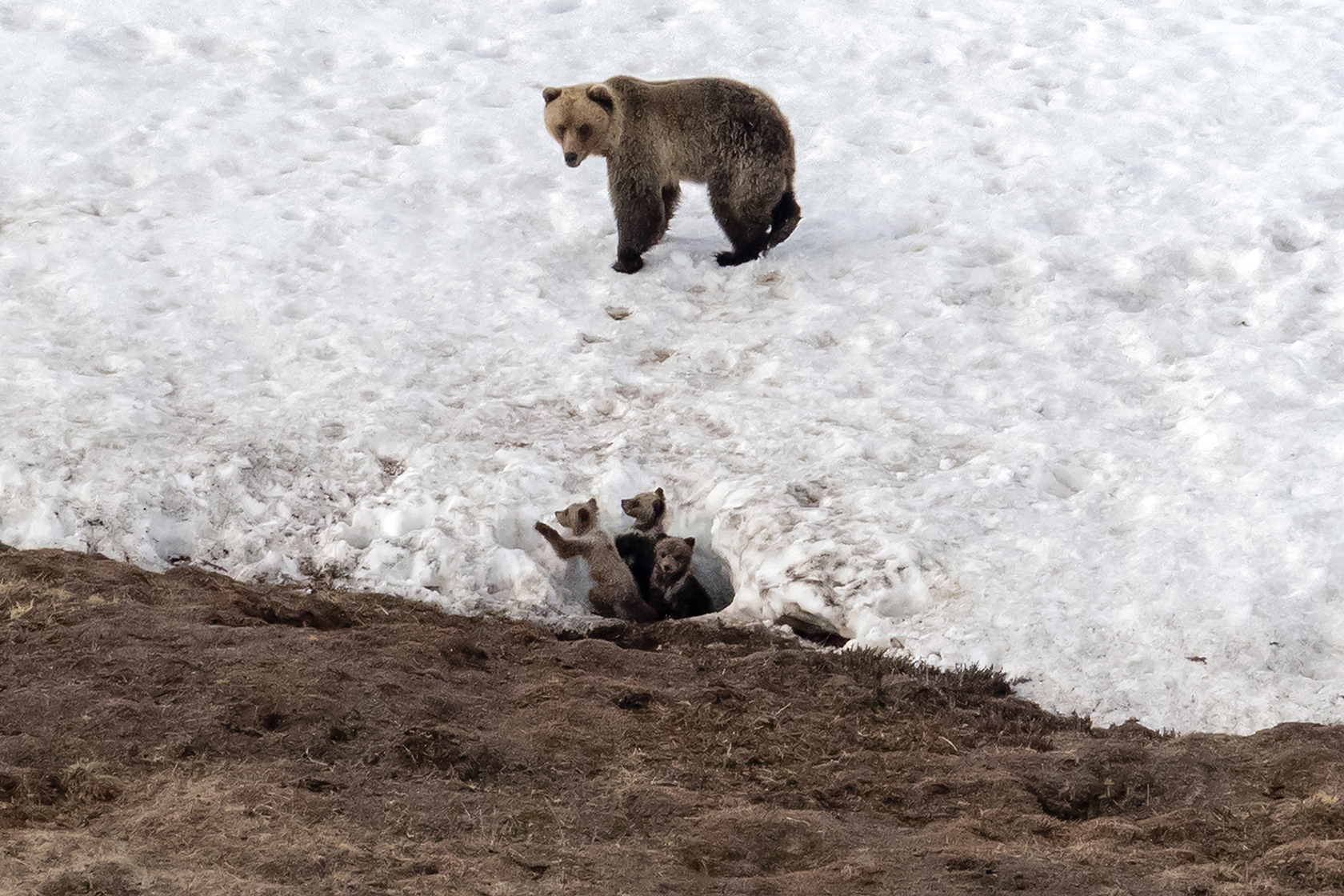 A bear and her three cubs in snow