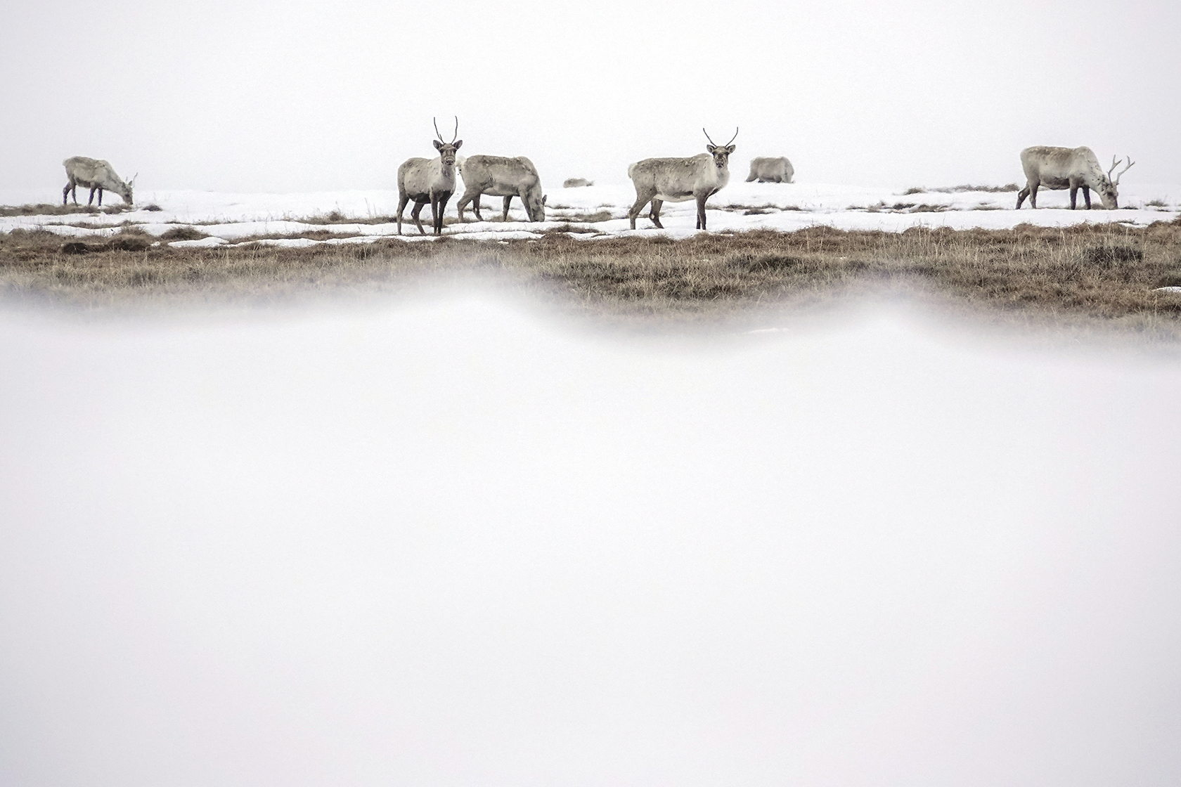 Caribou at top half of photo dominated by fog