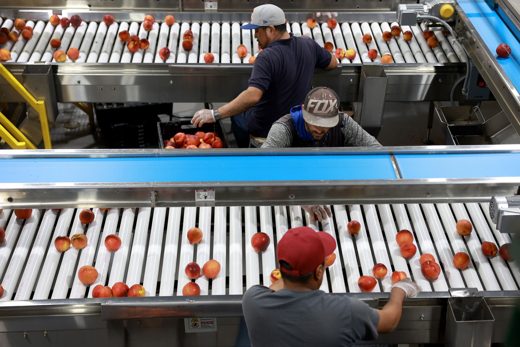 Three workers man their stations in front of factory conveyor belts with loose peaches.