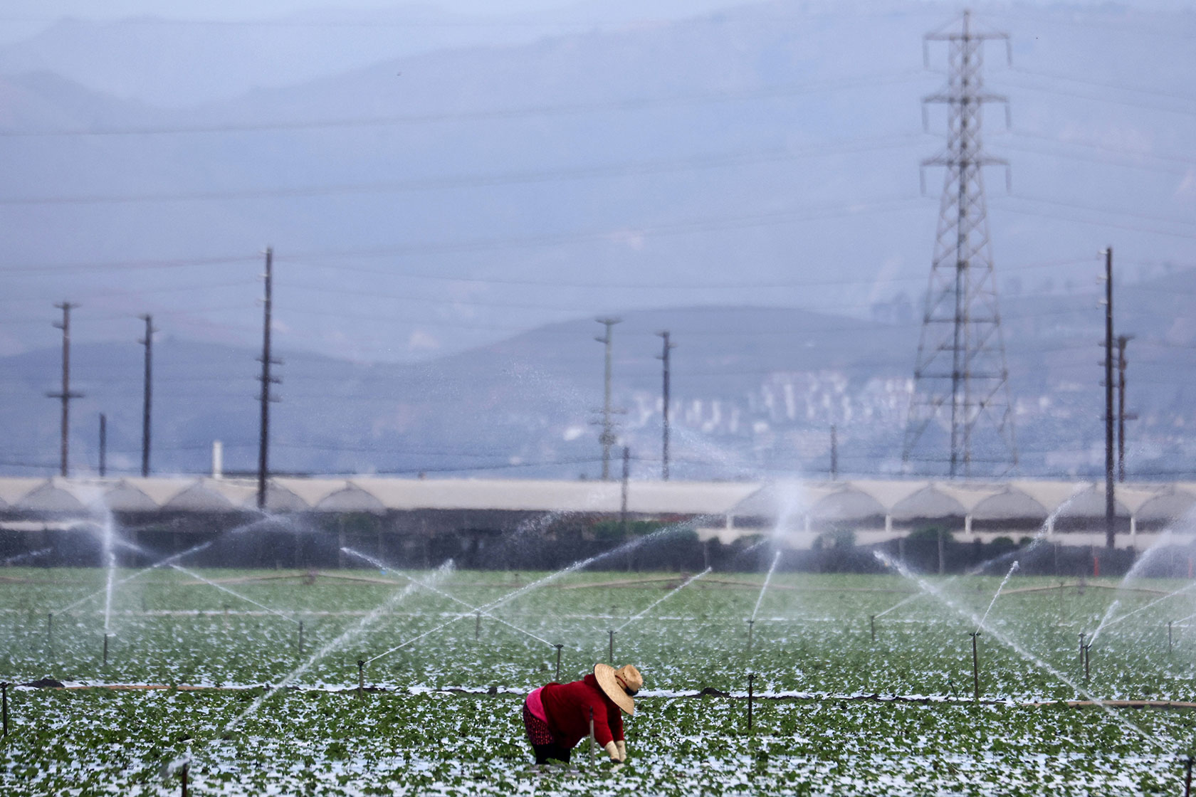 Photo shows a single farmworker wearing a red and bending over in a green field against a hazy sky