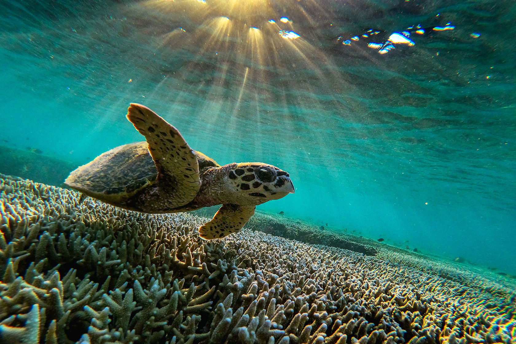 A green sea turtle swims among the corals of Lady Elliot Island.