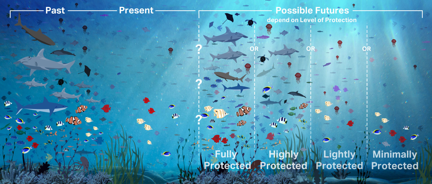 The MPA Guide is a tool developed by scientists to visualize how marine protected areas of differing levels of protection and stages of implementation contribute to biodiversity conservation in the ocean. This graphic highlights how full protections in marine protected area result in oceans with more and bigger fish as well as higher levels of biodiversity.