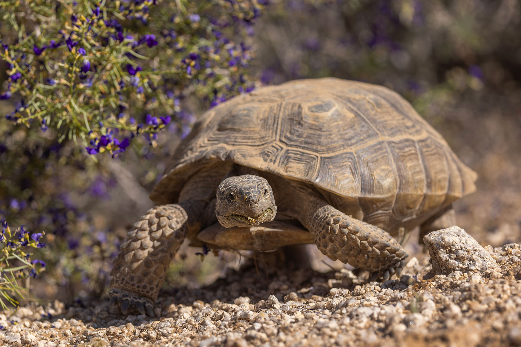 Desert tortoise